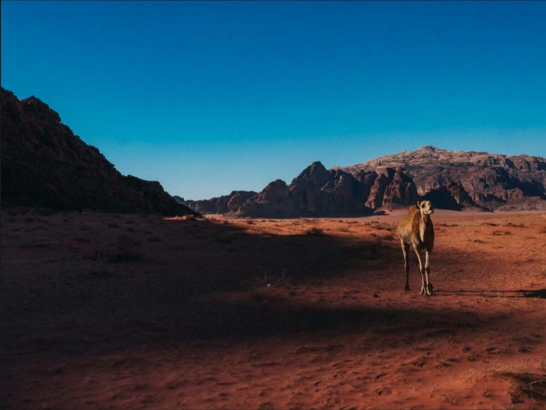 Wadi Rum Moon Camp Exterior foto